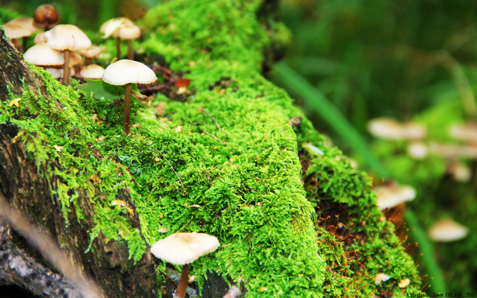 “2025世界运动会:三叉湖游泳馆水上救生赛助力公众安全意识提升”