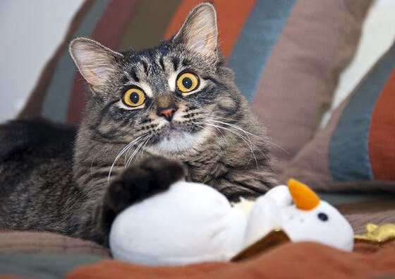 leyu乐鱼体育综合-中国女篮保持高强度训练状态，中国女篮练练