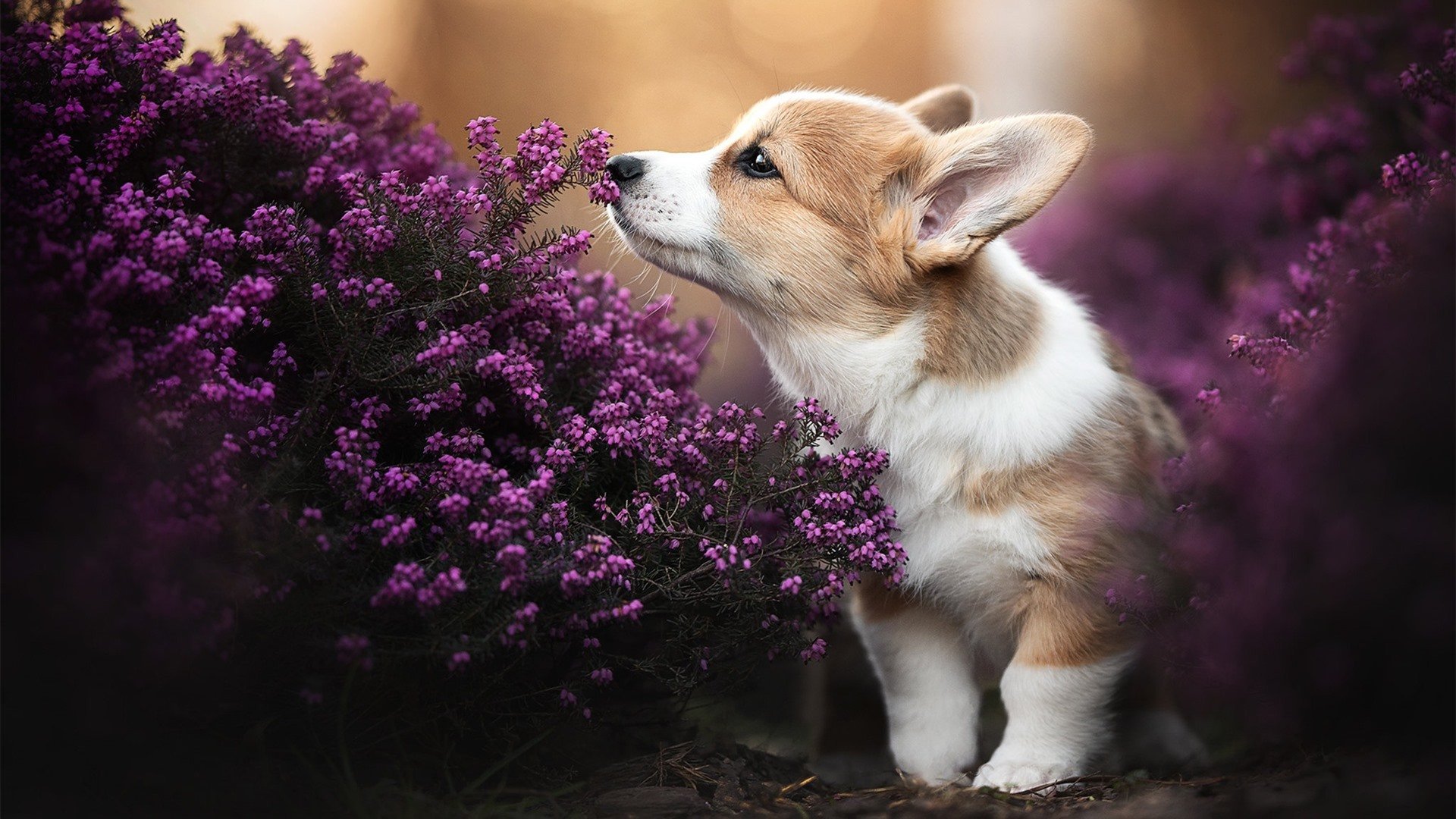 乐鱼app-中立B女队初亮相，整体配速结构趋稳，中立球队