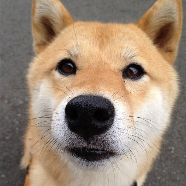 乐鱼vip-五大联赛快节奏压迫型比赛是否更受年轻球员欢迎，节奏最快的联赛