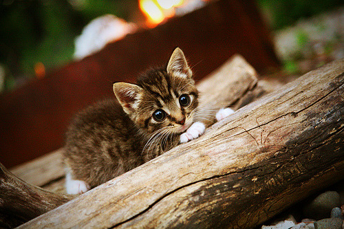 Leyu Sport下载-战队选手赛场配合默契团队执行力备受好评，战队合作