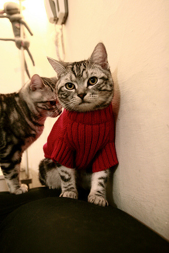 乐鱼（LEYU）体育-攀岩运动比赛首次引入灯光辅助计时，攀岩比赛项目的比赛规则