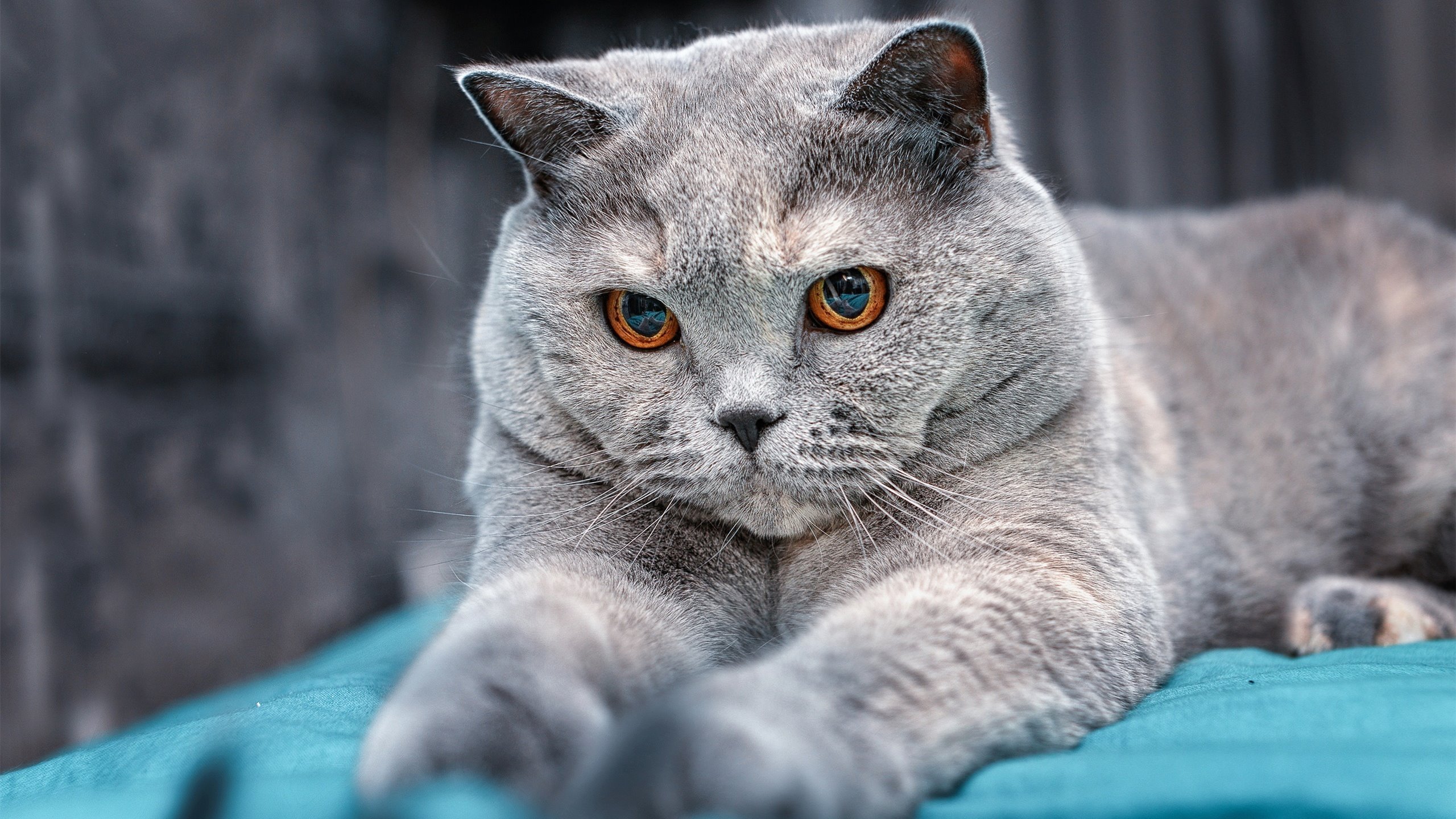 乐鱼体育-赛季高潮阶段球队心态管理是否影响技战术部署