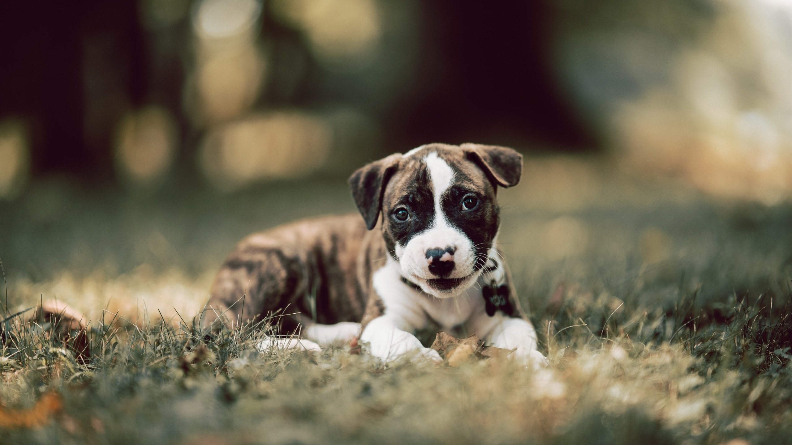法甲联赛的智能场馆建设,法甲新球场