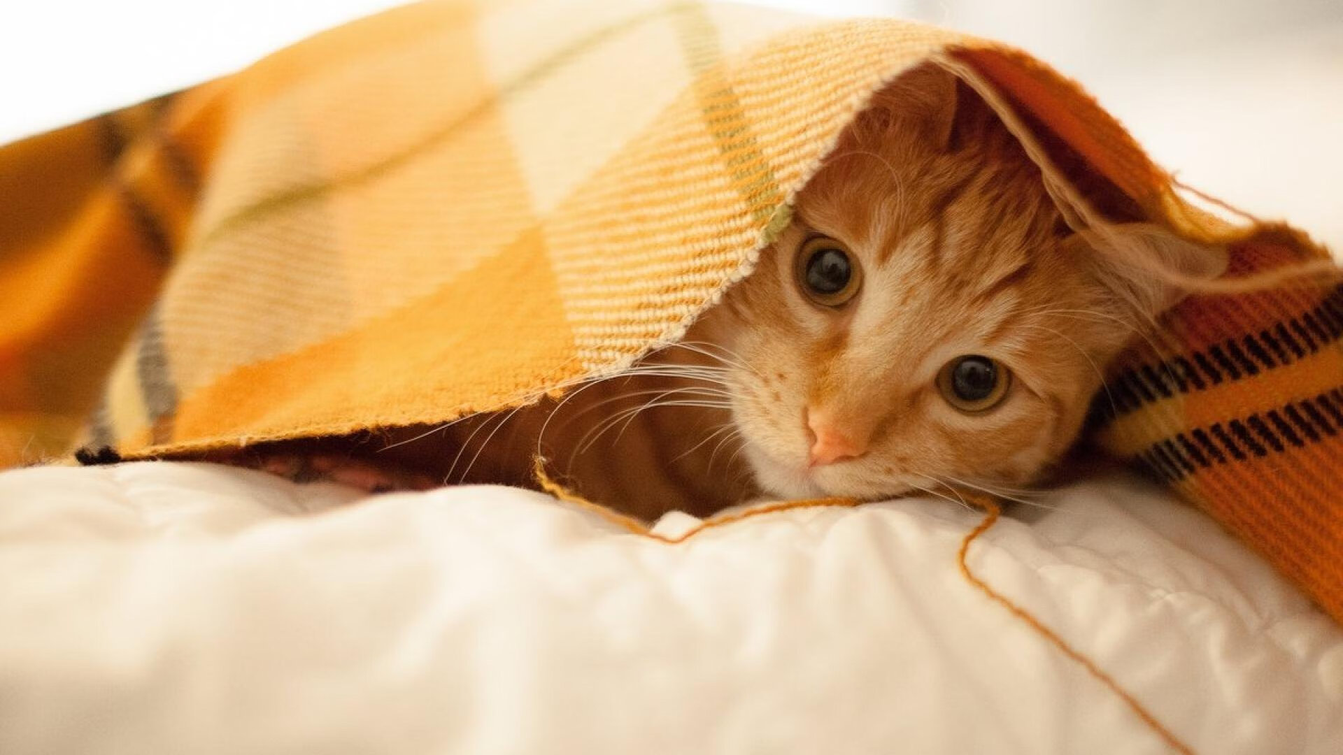 青训体系引入分层次教学策略优化球员培养路径，青训理念